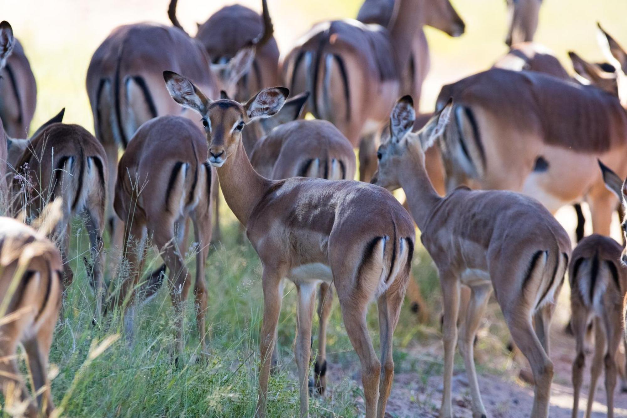 Bushwa Private Game Lodge Vaalwater Exteriér fotografie