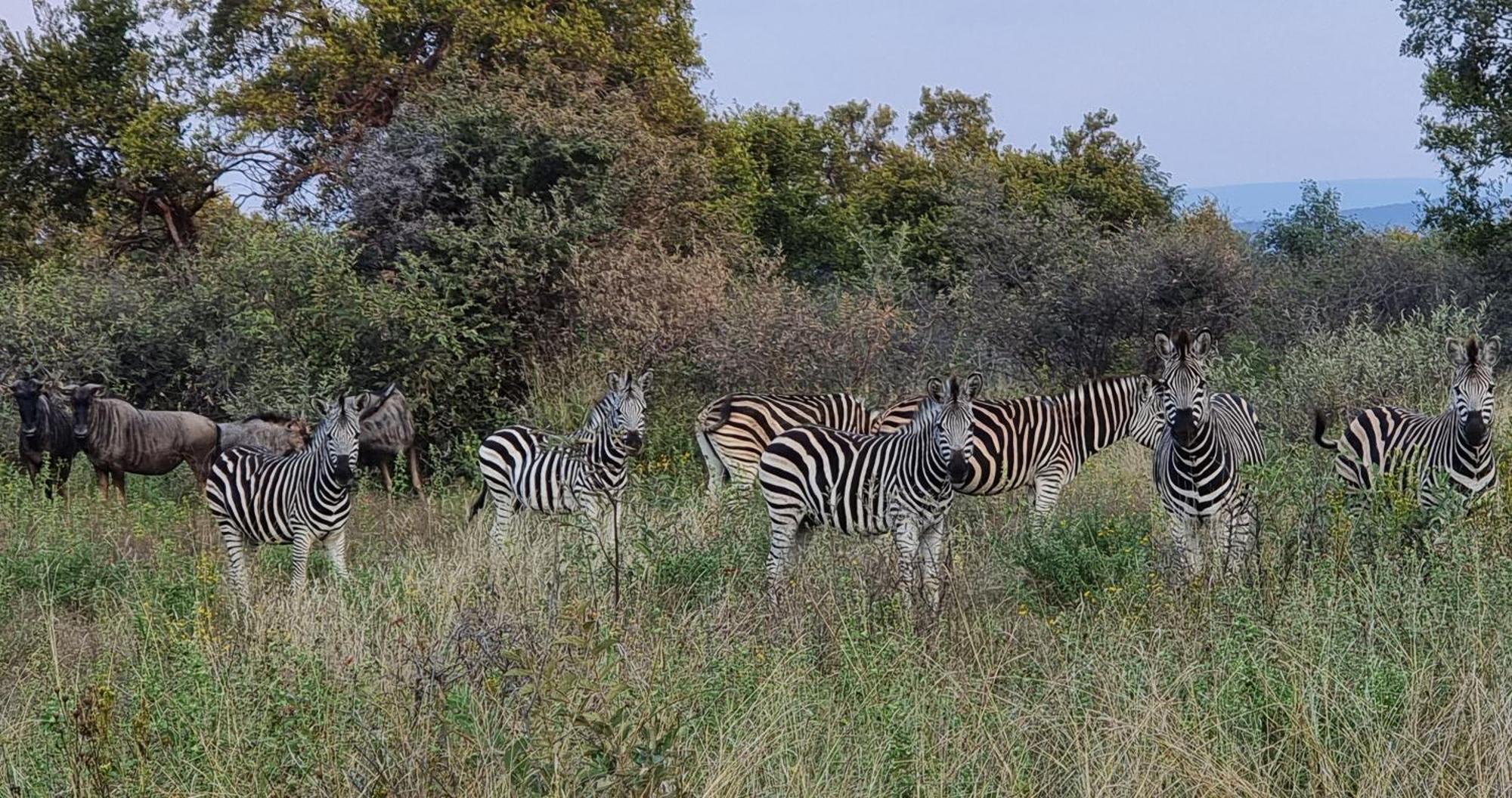 Bushwa Private Game Lodge Vaalwater Exteriér fotografie